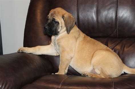 Buy English Mastiff