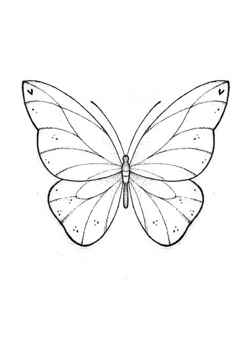 easy drawing ideas butterfly | Borboletas desenho, Rosa e borboleta ...