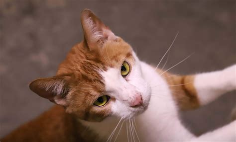 Independent Cat Society