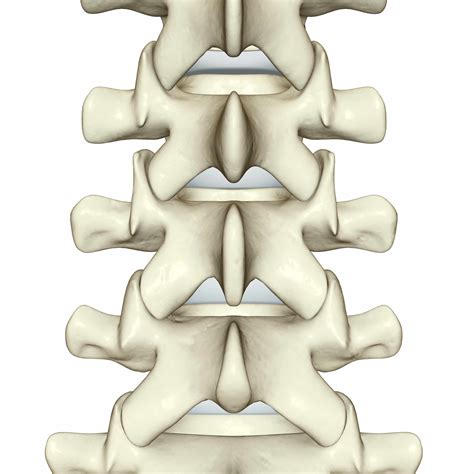Spinal Anatomy Including Transverse Process and Lamina
