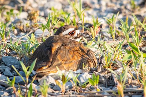 Never a fan of the holidays, Leilani was laying low this year. She knew ...