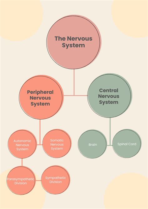 Autonomic Nervous System Chart