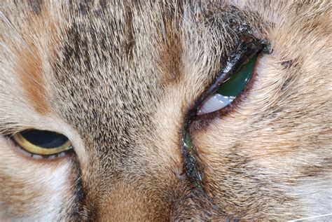 Identifying Causes of Eyelid Inflammation in Cats & Dogs