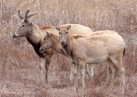 Pere David’s Deer (Elaphurus davidianus) — Coke Smith Wildlife