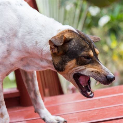 Kennel Cough – causes, symptoms. treatment – Ōtaki Vets