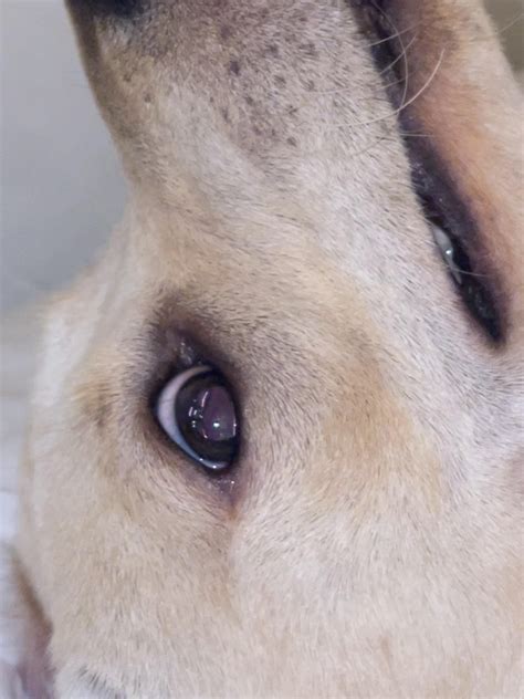 Dog has something stuck in his eye : r/vet
