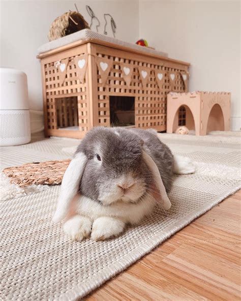 Pin on うさぎ | Pet bunny rabbits, Bunny room, Indoor rabbit