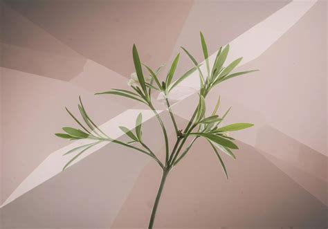 Existential Exhaustion → Term