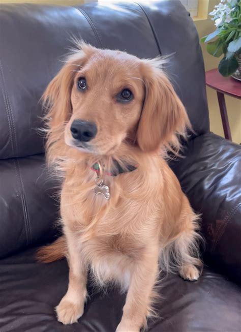 Tiny Golden Retrievers