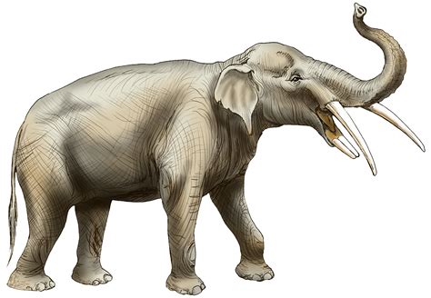 North African Elephant Extinct