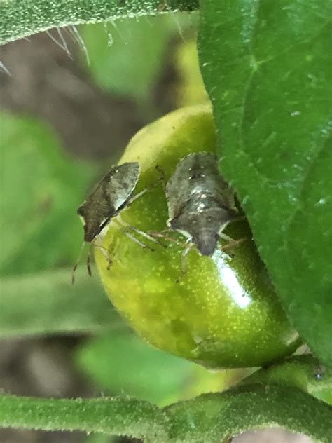 Are these baby stink bugs on my tomatoes? and follow-up: are they bad ...