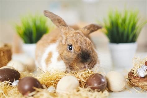 International Rabbit Day - Social Media Events