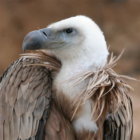 Vulture vs Condor: Key Differences Between These Giant Raptors ...