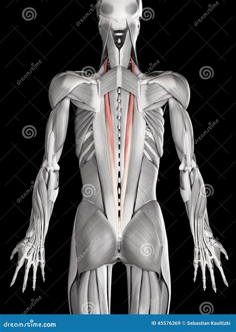 The longissimus thoracis stock illustration. Illustration of graphic ...