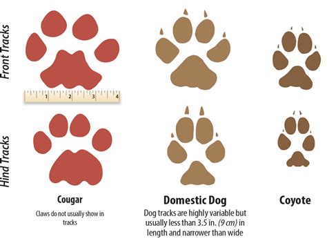 Mountain lion paw prints - peryplace