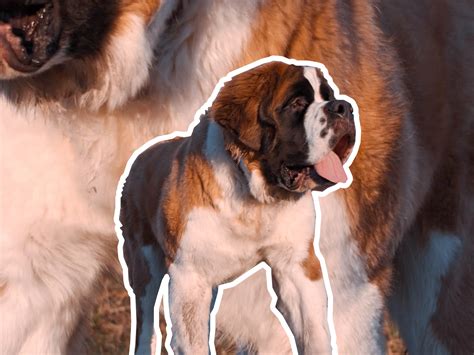 What Dog Is Bigger Than A St Bernard