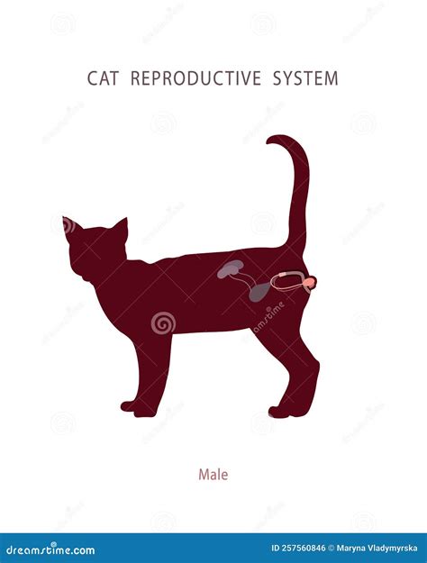 Male Cat Reproductive System