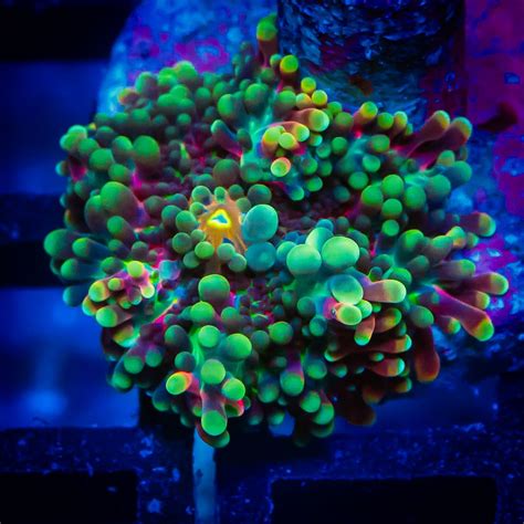 Yuma Asami Exclusive Porn Videos