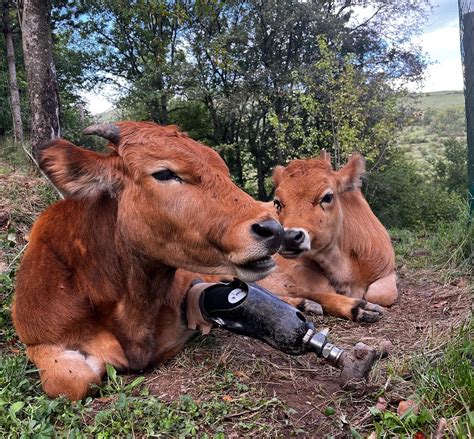 Paolo y Naim | Santuario Gaia