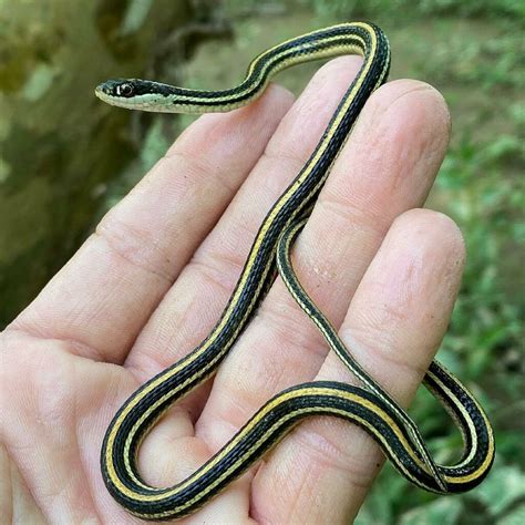 Western Ribbon Snake