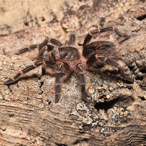 Grammostola pulchripes (Chaco Golden Knee) - Home of Insects
