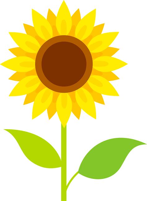 Sunflower Plant Clipart Images