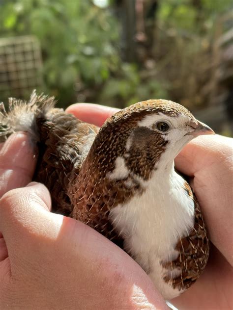 Looking dapper post-molt : r/quails