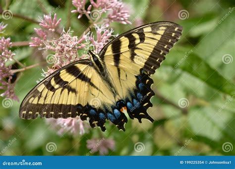 Eastern Swallowtail Butterfly on Tall Joe Pye Weed Stock Photo - Image ...