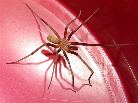 Male Southern House Spider (Kukulcania hibernalis) by Kamose on DeviantArt