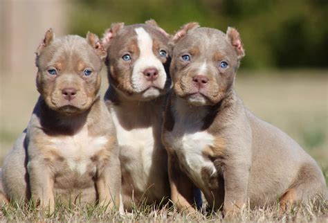 American Bully Breeders