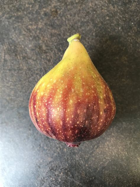 Dauphine — french fig farm