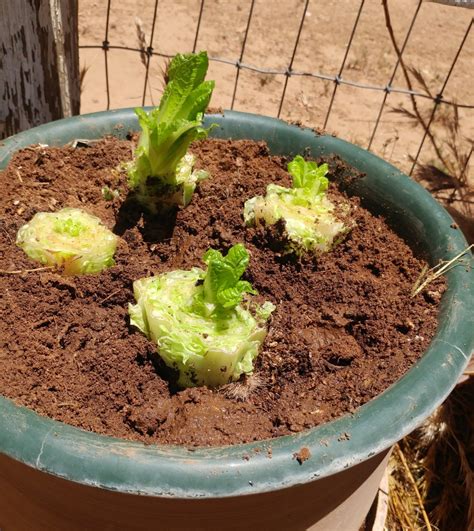 How to Grow Romaine Lettuce From Cuttings - HubPages