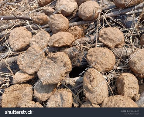 Cow Dung Drying: Over 2,361 Royalty-Free Licensable Stock Photos ...