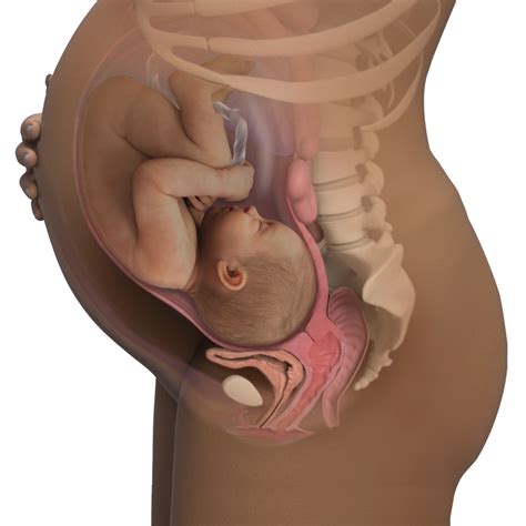40 Weeks Fetus
