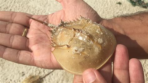 Preserving Asian horseshoe crab populations through targeted conservation strategies
