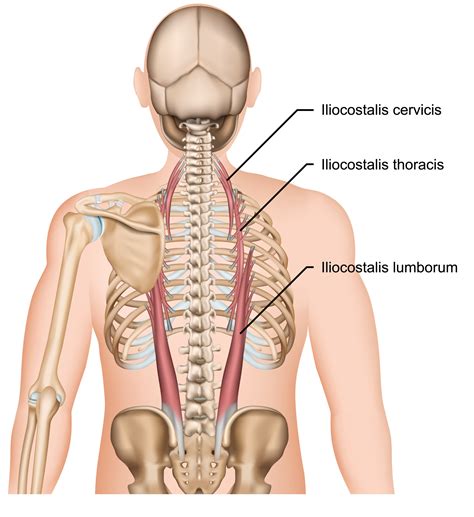 Paraspinal Muscles - Crush Back Pain