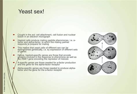yeast genetics.ppt - sex with yeast