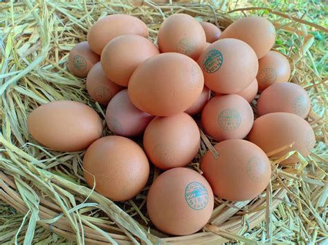 Organic Free Range Eggs (50g) - 30 Pcs. - Sirin Farm