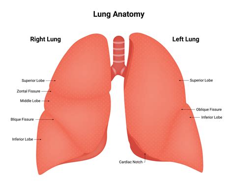 Lung Diagram, Anatomy : Rib Cage Anatomy: Complete Guide with Parts ...