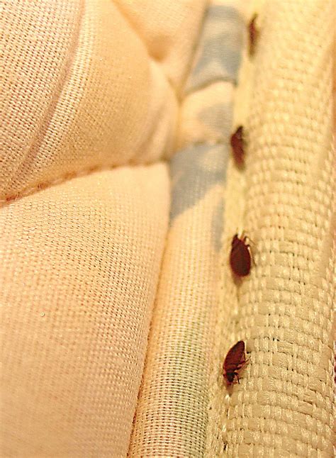 Can Bed Bugs Live in Mattresses? | Bed Bug Mattress Covers | Orkin