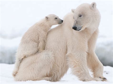 Polar Habitat Animals