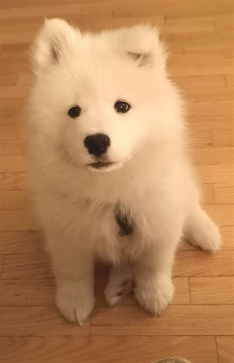 Meet Tidus, our floppy-eared puppy Samoyed. : r/samoyeds