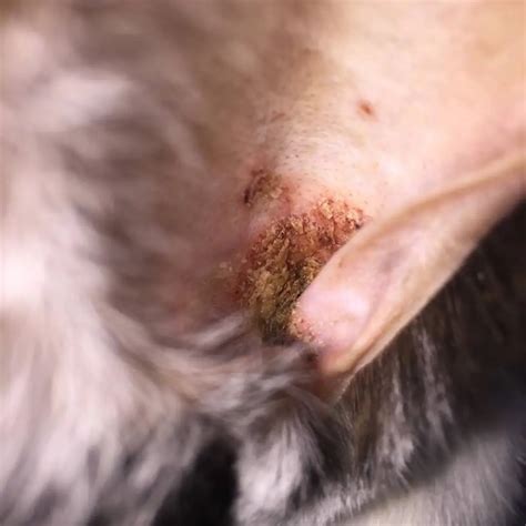 Mites in Rabbits 101: A Complete Guide to Symptoms and Treatment