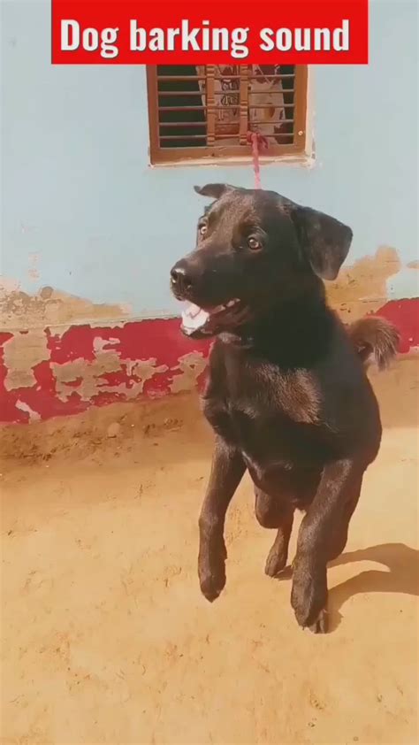 Pitched Dog Whistle Sound Help To Stop Dogs Barking-Sound effect ...