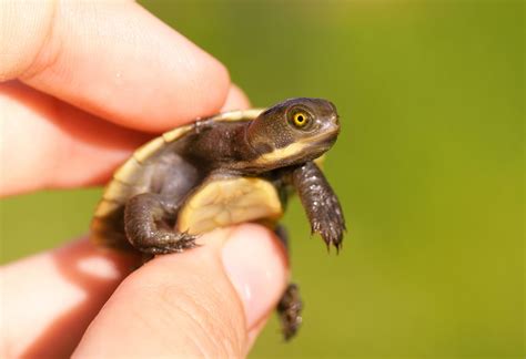 CDC Investigation Links Salmonella Outbreak to Small Turtles