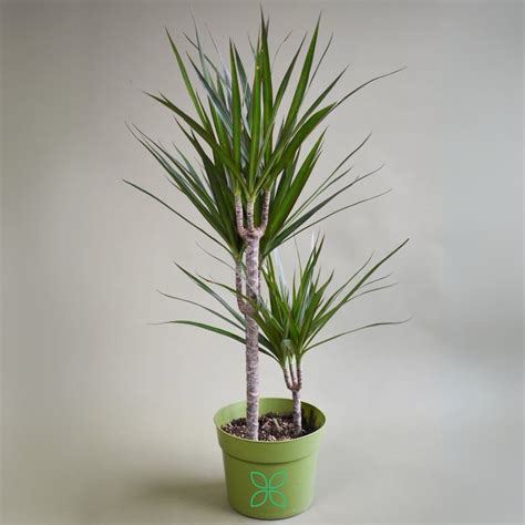 Dracaena Marginata (1 plant) - blozem