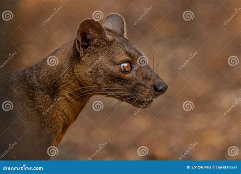 Fossa - Cryptoprocta Ferox, Kirindi Forest Stock Image - Image of brown, ferox: 261240463