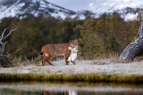 Lynx Canon Porn Videos