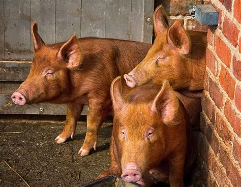 Tamworth Pig | ROYS FARM