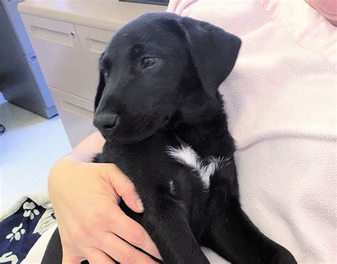 Spay Neuter Clinic | Fort Smith | Kitties & Kanines Veterinary Clinic